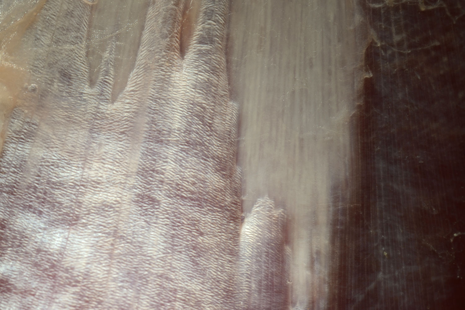 Kräftige, gerichtete Kollagenfasern (Sehnenplatte) auf Muskel (Rind)